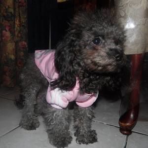 Meet your Posher, Ruby